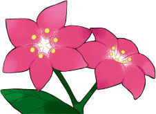 Flor Gracidea
